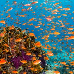 Coral Reefs Coral Reefs