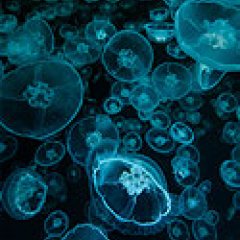 The plants, animals and organisms that live in the seas or oceans Marine Species