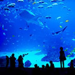 Education and Engagement Ocean Literacy