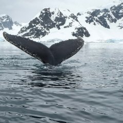 Arctic, Antarctic, and Glaciers Polar Regions