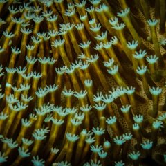 STEM and the Ocean