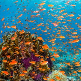 Coral