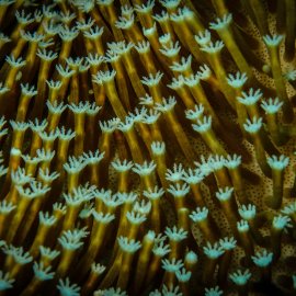 STEM and the Ocean